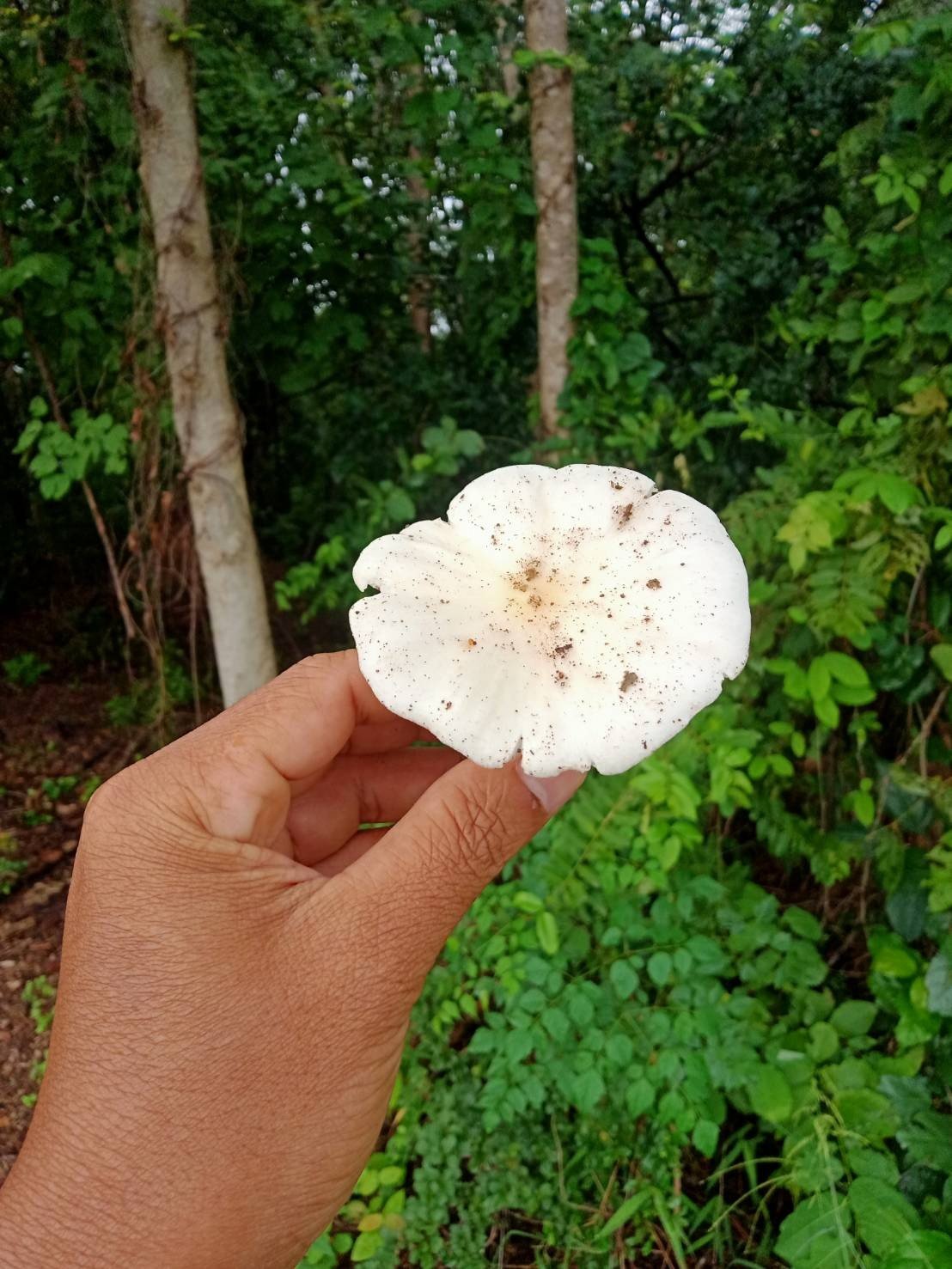เห็ดโคนเห็ดป่าหนองมะโมง