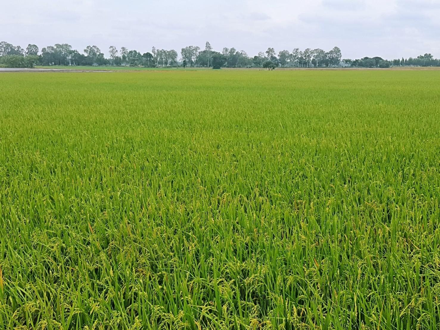 ข้าวหอมขาวเจ๊กชัยนาท และวิถีเกษตรกรรม