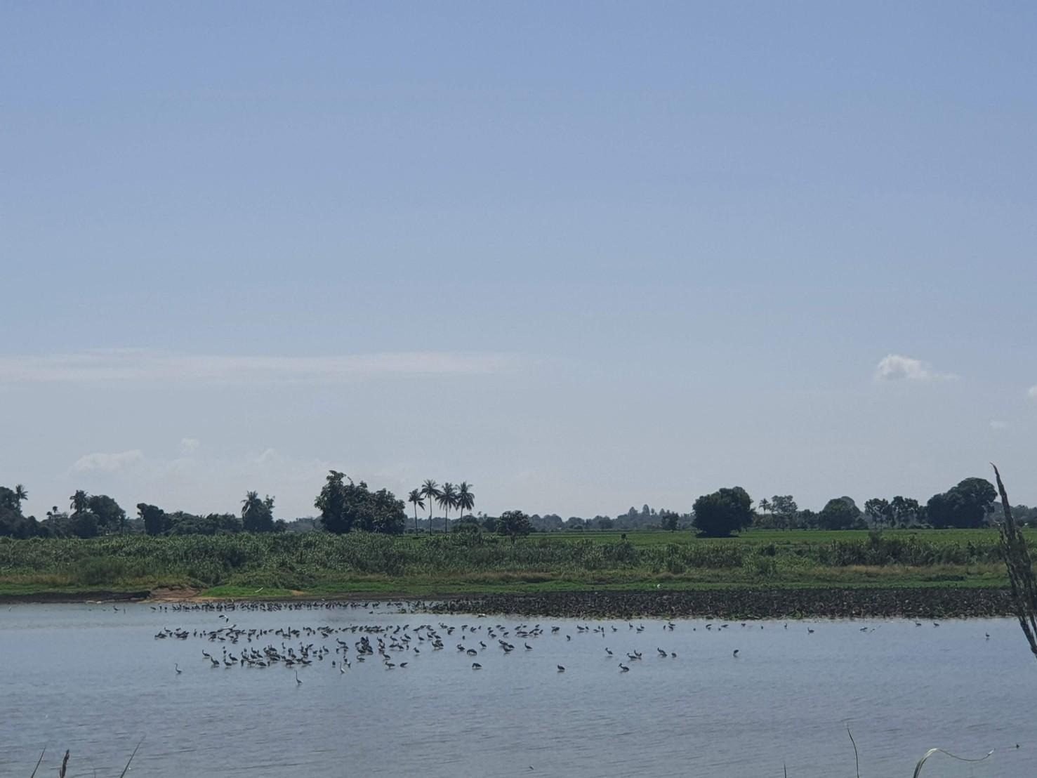 บึงกระจับใหญ่ เกาะเมืองท้าวอู่ทอง